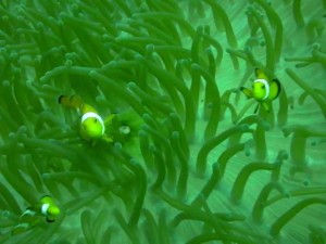 Clown anemonefish