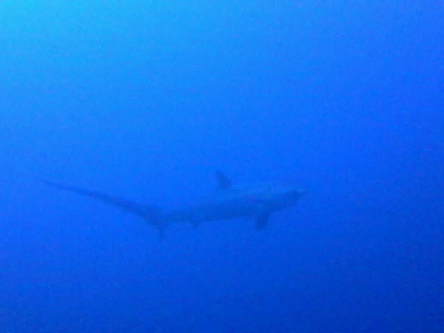 Thresher Shark Monad Shoal