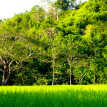 La Union Permaculture Farm