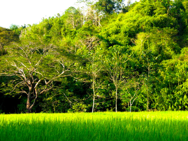 La Union Permaculture Farm