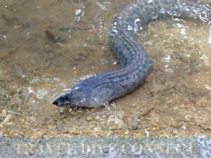 a mangrove-dwelling moray eel of Moray Lagoon, Danjugan Island