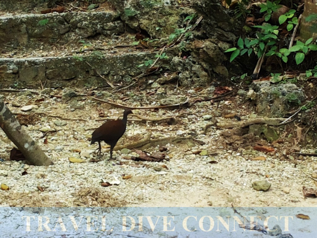 The rare Tabon Bird (Philippine Scrubfowl), safely exploring the island.