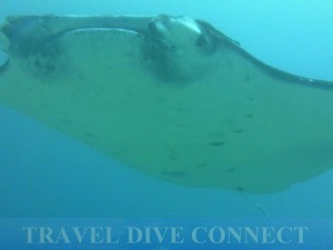 Manta Bowl, Ticao Island, Masbate