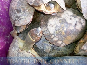 Rescued Palawan turtles