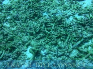 Dead corals