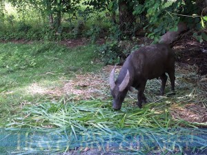 Kali, the tamaraw