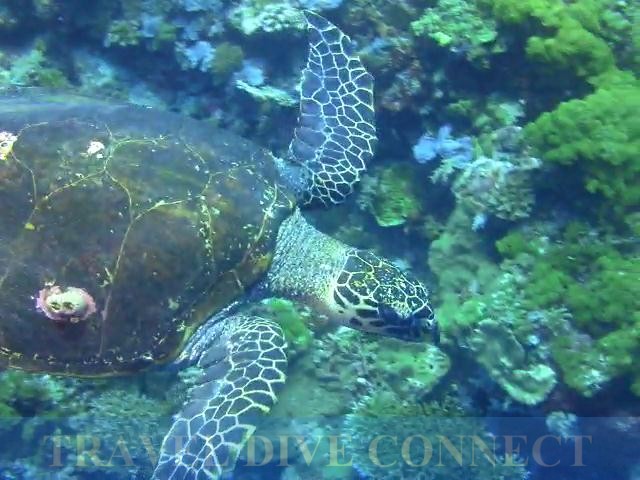 Apo Reef turtle