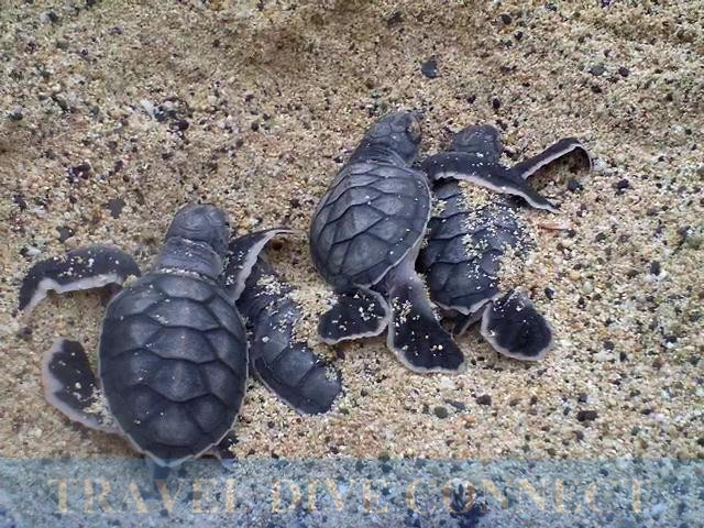 Baby turtles, newly hatched, still summoning the energy to get out into the sea.