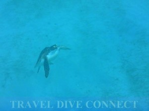 Dahican turtle encounter while snorkeling.