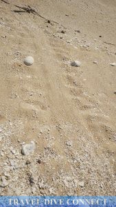 Turtle tracks