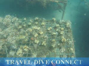 Coral farm at Lubang Island