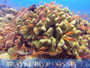 Verde Island dive