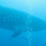 Donsol whale shark