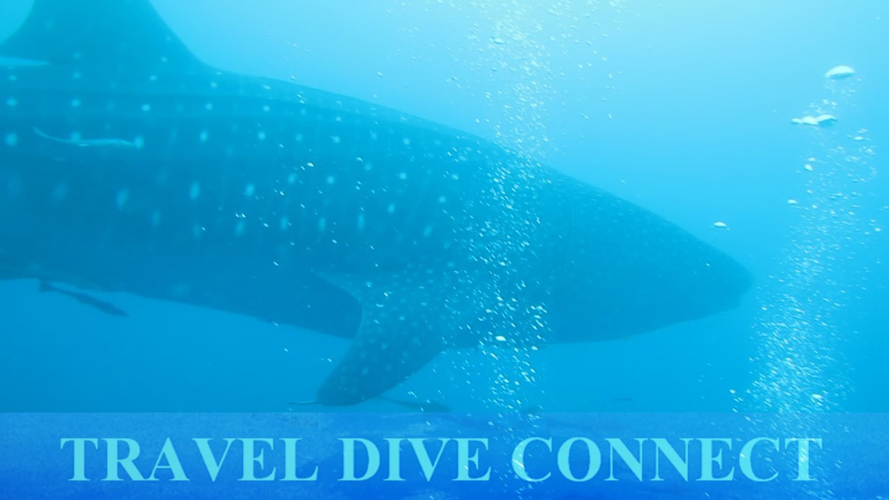 Donsol whale shark